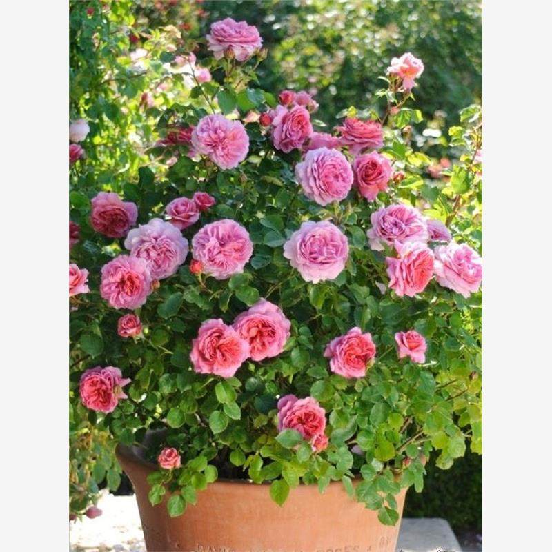 肯特公主 月季扦插苗大花浓香灌木耐热多头阳台花卉盆栽花苗庭院,鲜花速递/花卉仿真/绿植园艺,月季/蔷薇/玫瑰,淘宝优惠券,粉丝福利购,淘宝优惠卷