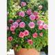肯特公主 月季 扦插苗大花浓香灌木耐热多头阳台花卉盆栽花苗庭院