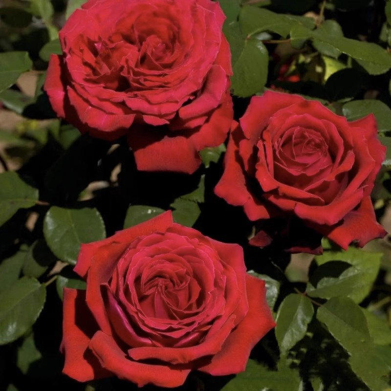 恩钿女士 月季花苗温斯顿波特罗/恩钿夫人庭院阳台盆栽花卉多季开,鲜花速递/花卉仿真/绿植园艺,月季/蔷薇/玫瑰,淘宝优惠券,粉丝福利购,淘宝优惠卷