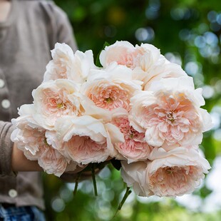 家书  月季花苗 灌木欧月勤花多头浓香月季 阳台庭院盆栽花卉