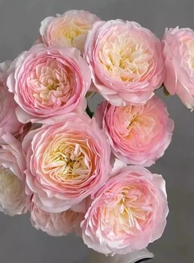 凯拉  奥斯汀月季花苗白色粉边颜色因日照变化庭院阳台盆栽花卉