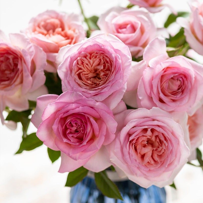 粉黛 月季花苗 灌木多花浓香勤花耐热月季阳台庭院盆栽花卉植物,鲜花速递/花卉仿真/绿植园艺,月季/蔷薇/玫瑰,淘宝优惠券,粉丝福利购,淘宝优惠卷