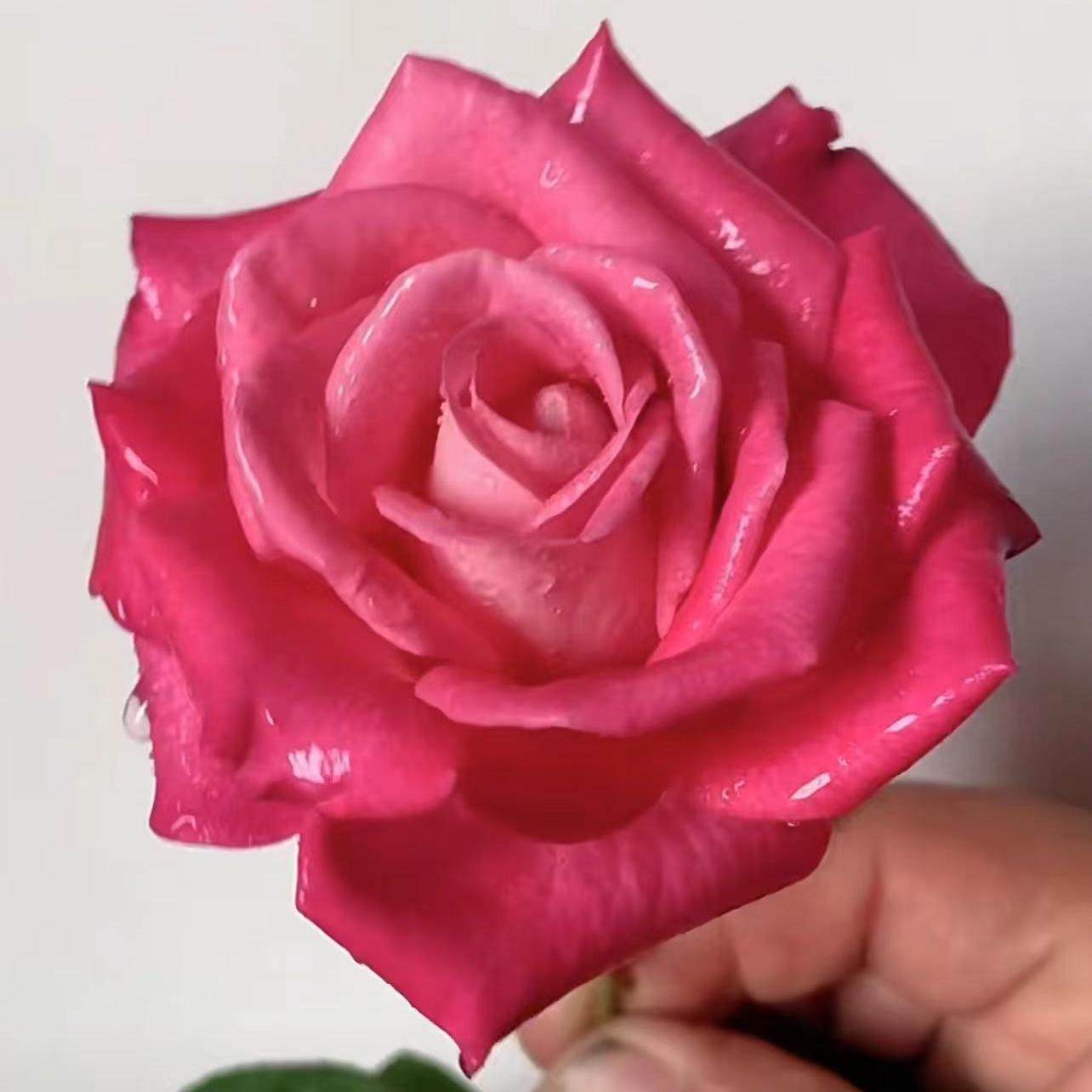 时尚香水 月季花苗 灌木大花直立勤花切花庭院阳台盆栽花卉,鲜花速递/花卉仿真/绿植园艺,月季/蔷薇/玫瑰,淘宝优惠券,粉丝福利购,淘宝优惠卷