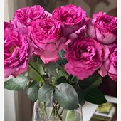 伊芙伯爵 月季 花苗伊芙系列浓香包子阳台庭院盆栽灌木花卉扦插苗