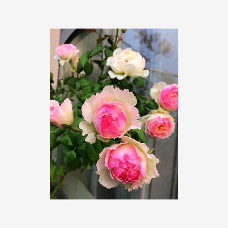 超感/粉多头 粉色丰花扦插月季 超多头多季开花阳台盆栽庭院花卉,鲜花速递/花卉仿真/绿植园艺,月季/蔷薇/玫瑰,淘宝优惠券,粉丝福利购,淘宝优惠卷