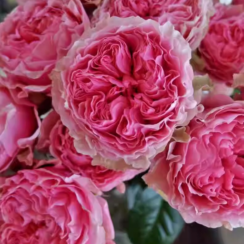 维多利亚亲吻  月季苗大花灌木直立勤花切花玫瑰庭院阳台盆栽花卉