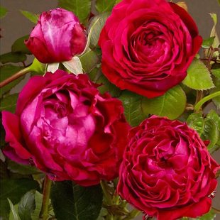 凯瑟琳文艺复兴/树莓重生 月季重瓣灌木勤花阳台庭院盆栽花卉