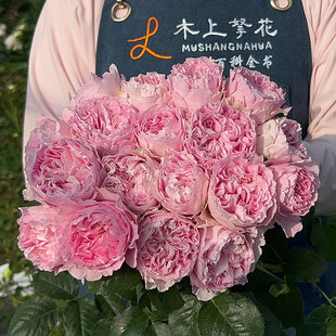 灌木大花 公主蕾丝 切花 花苗 粉色多头勤花阳台庭院盆栽花卉 月季