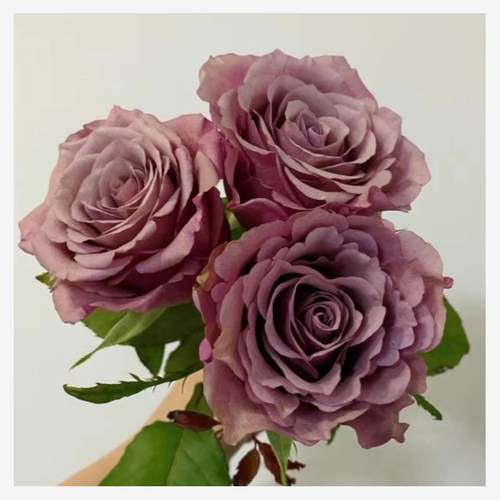 魔力银  月季花苗肯尼亚切花 直立 耐热重瓣灌木庭院阳台盆栽花卉