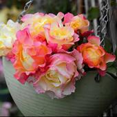 苏英迪 月季 花苗日月多头复色大花浓香灌木直立庭院阳台盆栽花卉