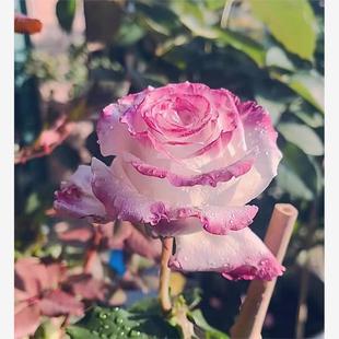 仙女琳达 花苗双生色大花灌木直立重瓣庭院阳台盆栽花卉植物 月季