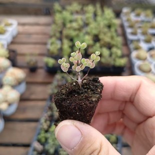 糖球枝干番杏 穴盘苗3-4cm实拍 多肉植物基地直销量大从优