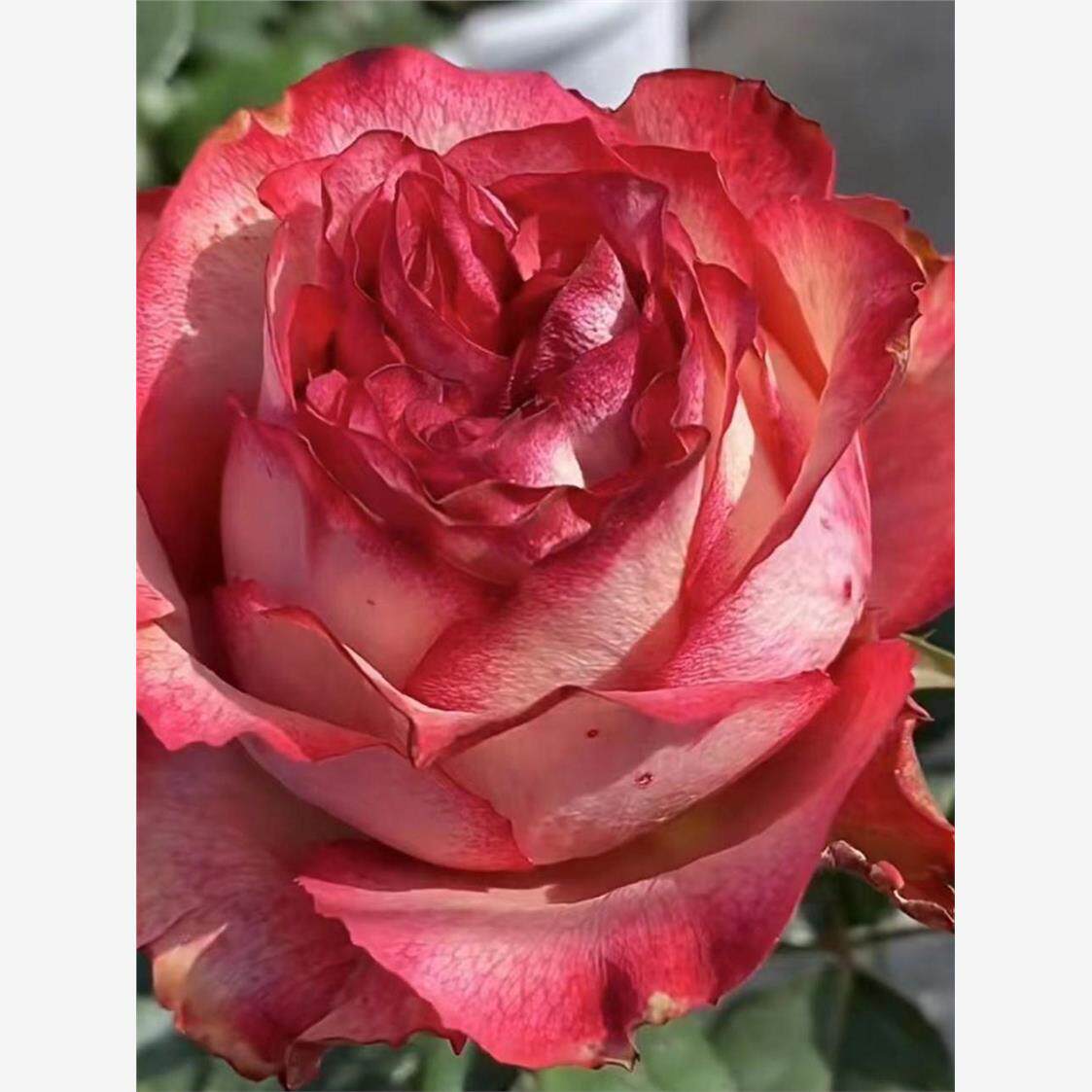 空竹，新品勤花大花长势快灌木月季玫瑰阳台庭院盆栽花卉