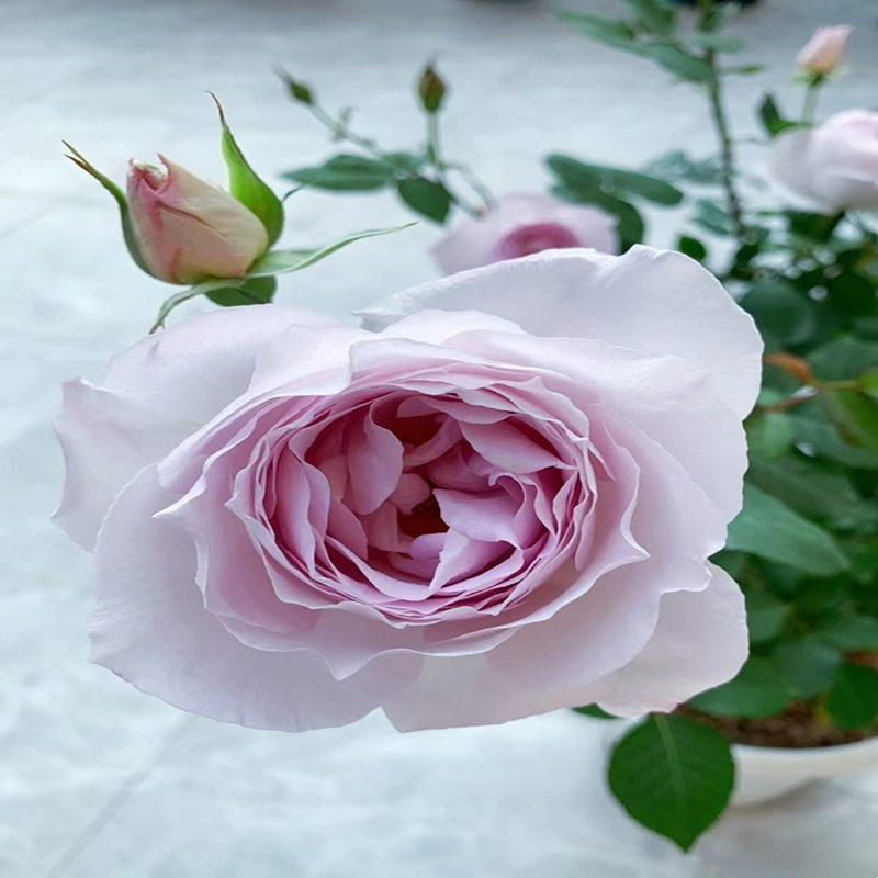 夜光杯  月季花苗淡淡的紫色像月光一样朦胧美阳台庭院盆栽花卉