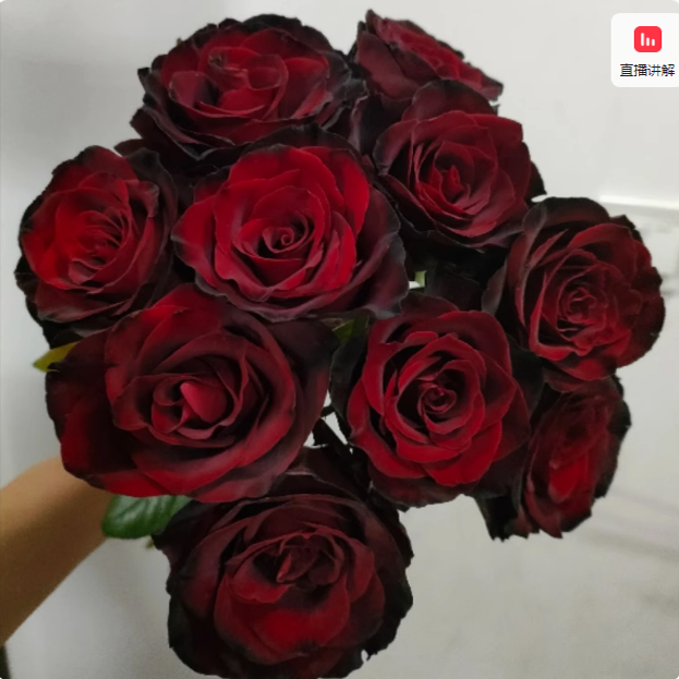 黑皮诺 月季花苗 重瓣大花灌木直立切花玫瑰 阳台庭院盆栽花卉