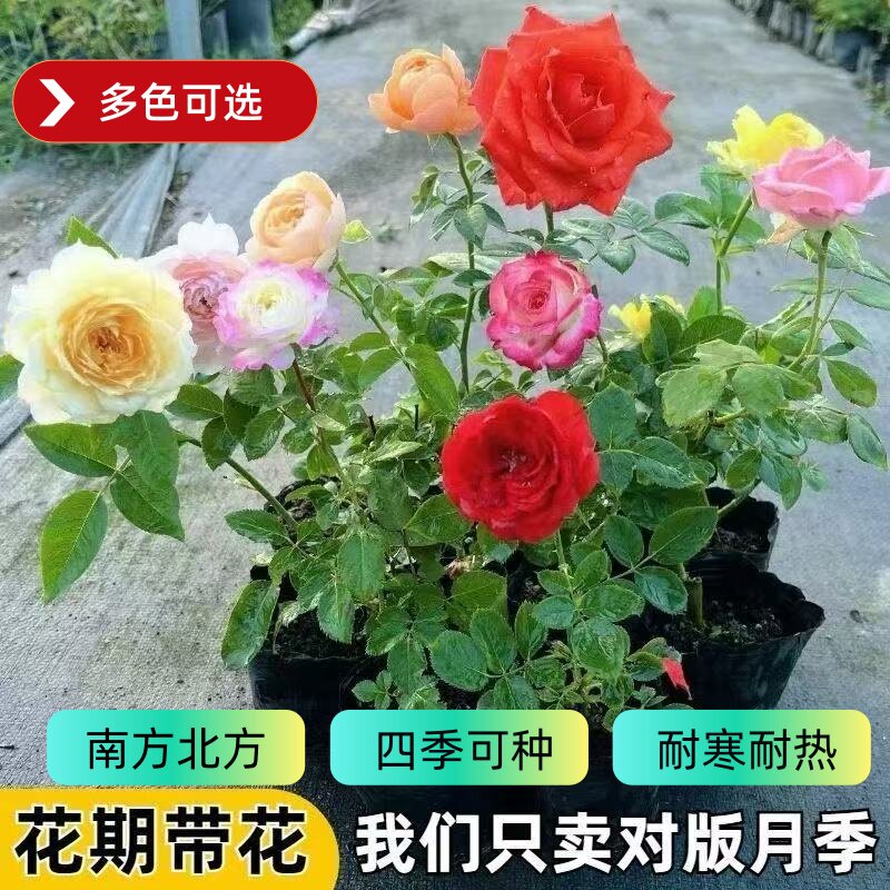 月季花苗切花微月小苗阳台庭院浓香开花卉盆栽蔷薇灌木爬藤本植物