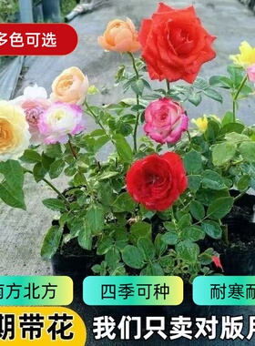 月季花苗切花微月小苗阳台庭院浓香开花卉盆栽蔷薇灌木爬藤本植物