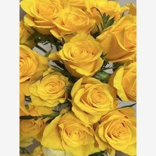 契机 进口大花 庭院阳台盆栽切花月季花苗 花卉