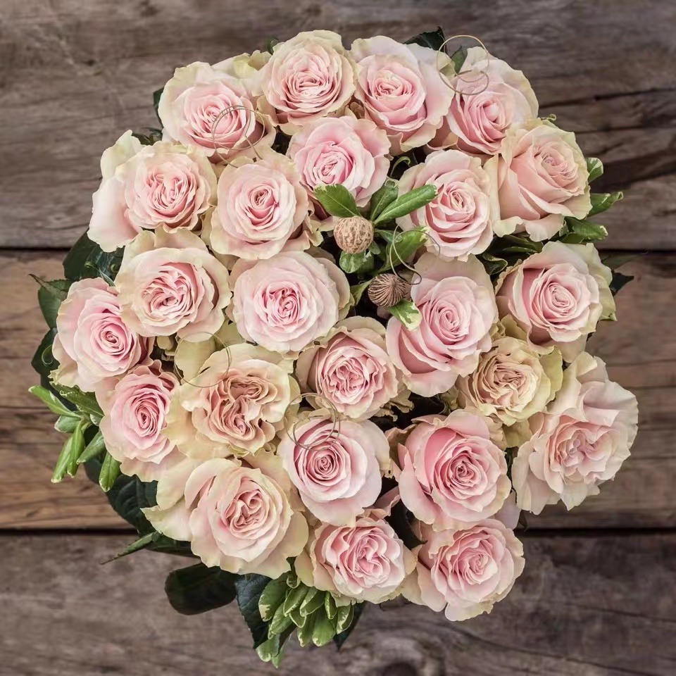 流沙 新品月季玫瑰盆栽高级奶茶色切花多季节开花庭院阳台花卉