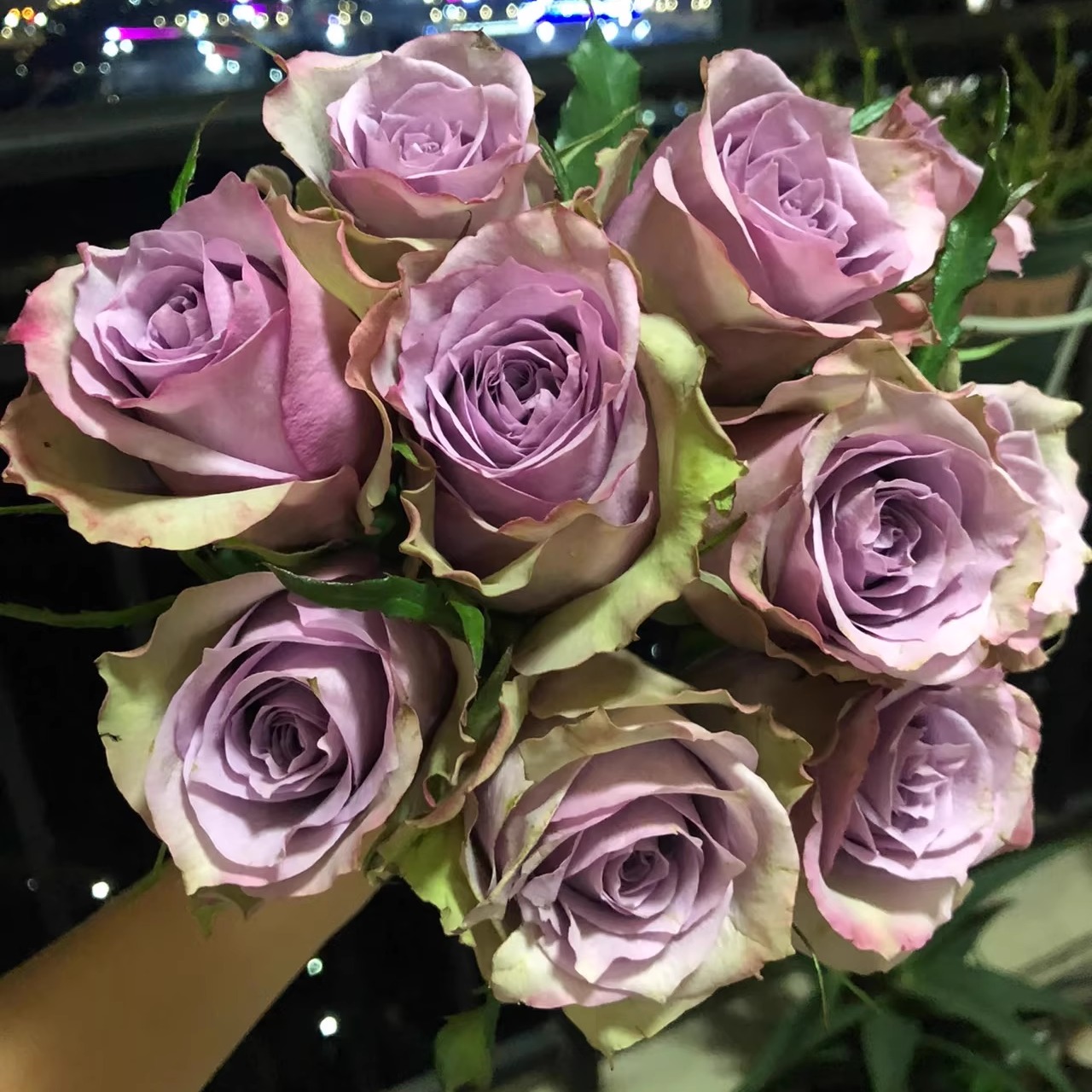 萨尔曼莎婚礼 月季花复色切花玫瑰抗病耐热灌木阳台庭院盆栽花卉