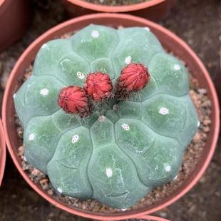 奇仙玉仙人球盆栽多肉植物室内大颗无刺四季好养易活开大红花绿植