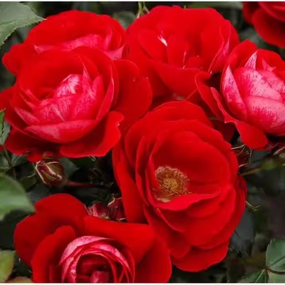 卡拉乔  月季花苗 德国科德斯月季 灌木 微香盆栽阳台庭院花卉