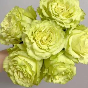 好养室外易活花卉 花苗高杯大切花阳台庭院盆栽多季 柠檬水 月季