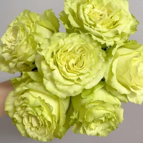 柠檬水  月季花苗高杯大切花阳台庭院盆栽多季好养室外易活花卉