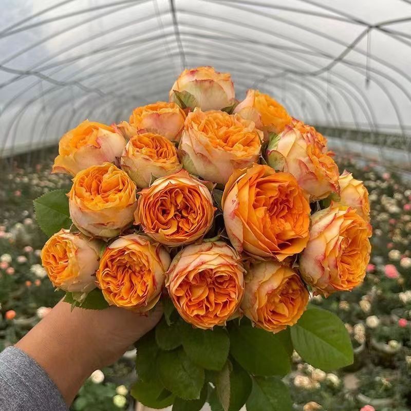 无尽之夏月季花苗勤花包子型