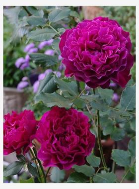 暮光之城 丰花月季 柔和阳台庭院 大花浓香 多花花卉盆栽