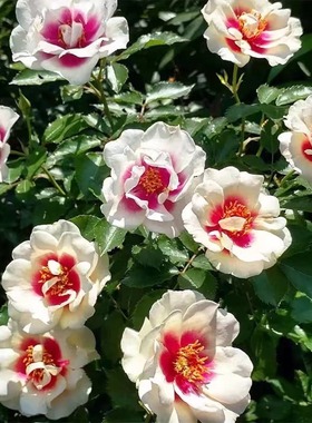 公牛的眼睛  眼睛牙白/紫色中心灌木月季盆栽阳台庭院花卉