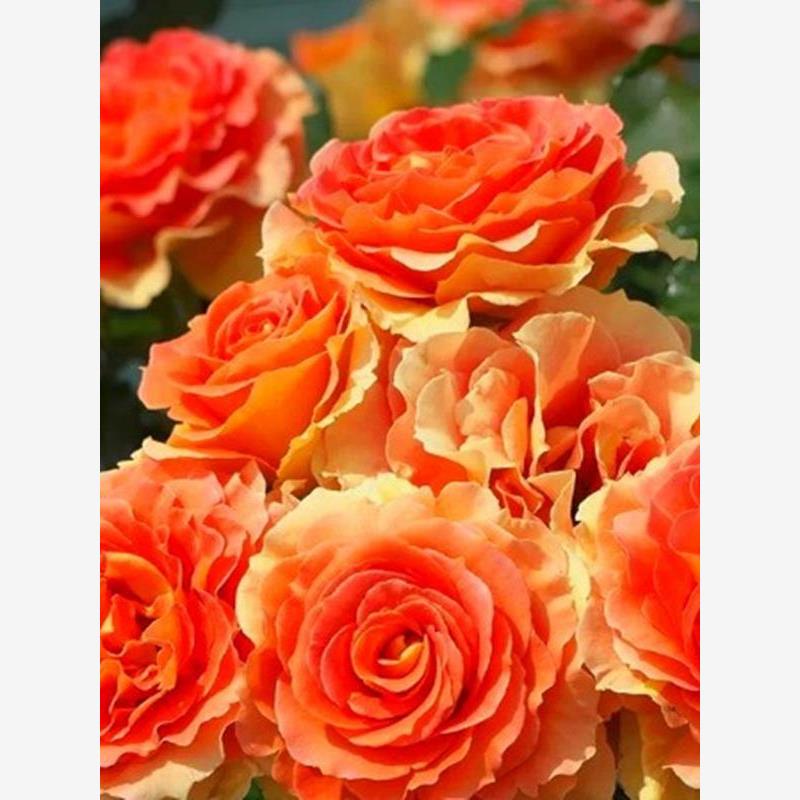 铜管乐队 月季花苗大花多季玫瑰盆栽阳台玫瑰花庭院勤花灌木杏色