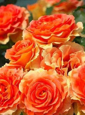 铜管乐队 月季花苗大花多季盆栽阳台花庭院勤花灌木杏色