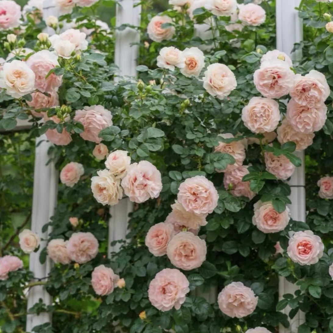 剪秋水 月季国月藤本米白色/粉色庭院地栽 拱门盆栽阳台庭院花卉