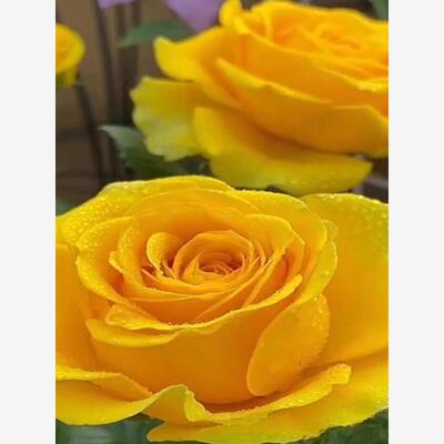 苏格兰黄油月季扦插花苗