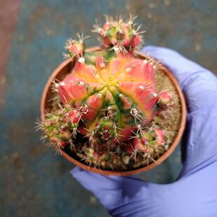 光辉牡丹锦仙人球开花的一款仙人球带盆带土发货