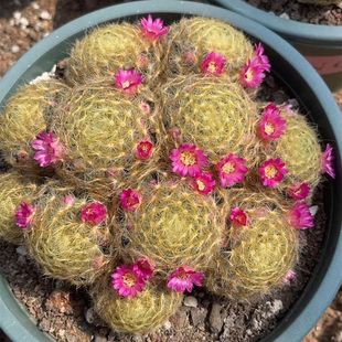 明星仙人球盆栽 多肉植物  乳突属软毛不扎手爱群开耐旱好养花卉