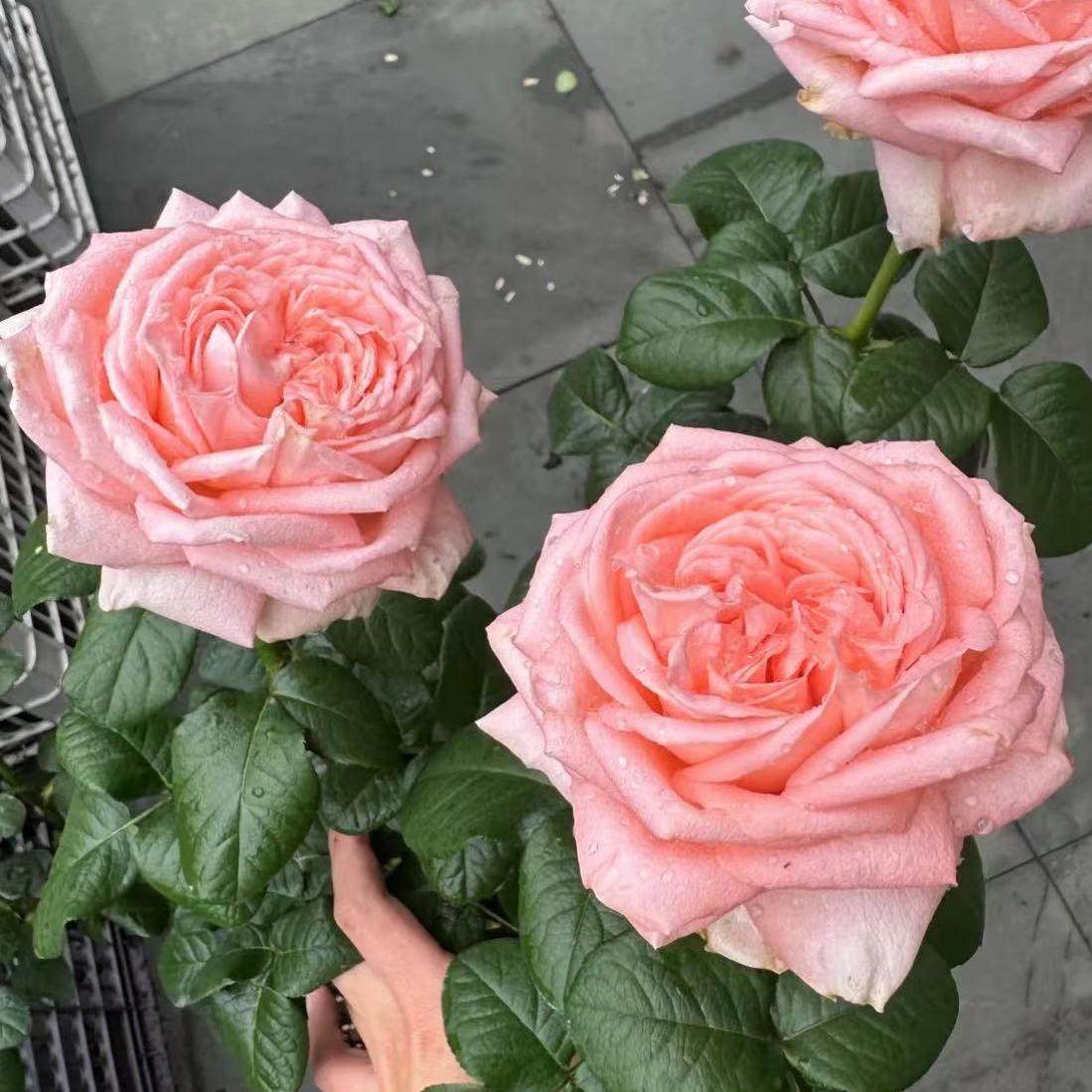 水蜜桃  新品 切花 阳台 庭院 盆栽 花卉 月季,鲜花速递/花卉仿真/绿植园艺,月季/蔷薇/玫瑰,淘宝优惠券,粉丝福利购,淘宝优惠卷