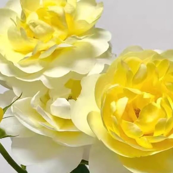 黄果汁   微型月季(果汁阳台芽变) 抗病花量大阳台庭院盆栽花卉,鲜花速递/花卉仿真/绿植园艺,月季/蔷薇/玫瑰,淘宝优惠券,粉丝福利购,淘宝优惠卷