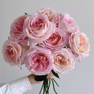 大花灌木重瓣直立切花 花苗 庭院阳台盆栽花卉植物 月季 赫兹