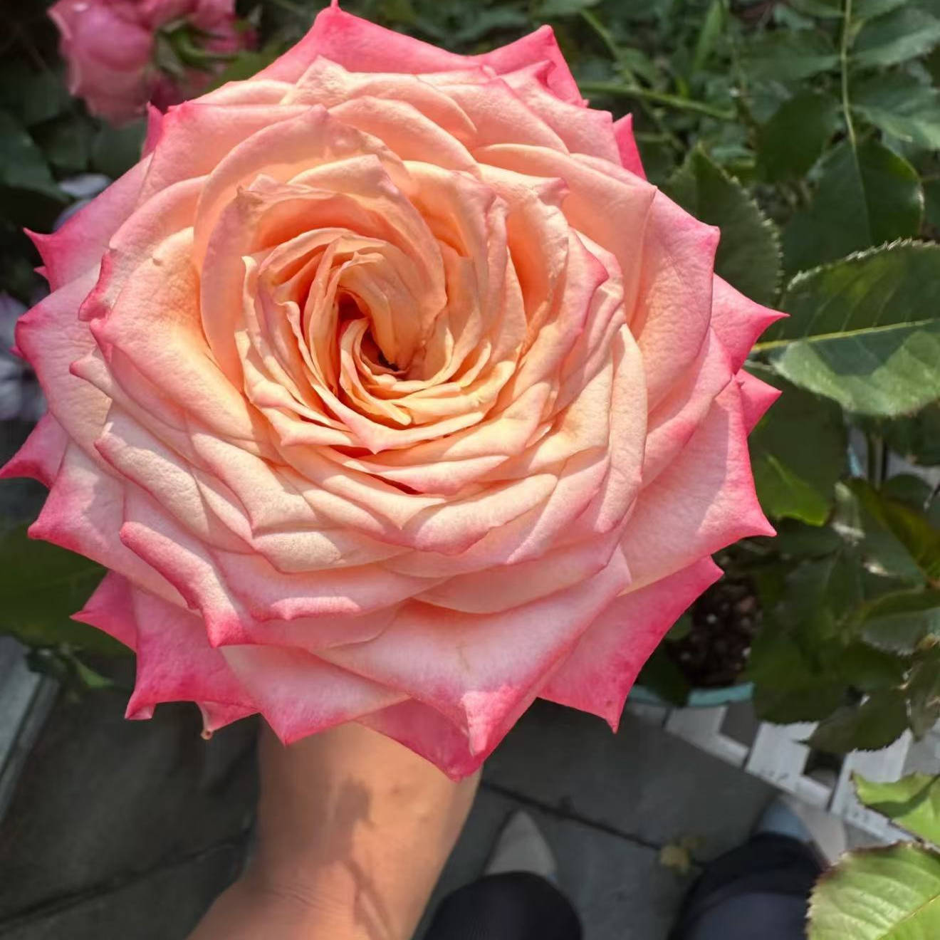 切花悠悠 月季花苗灌木大花直立庭院阳台盆栽多季开花 花卉