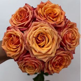 大花高杯灌木直立抗性好庭院阳台月季 花苗 盆栽花卉 月季 科斯