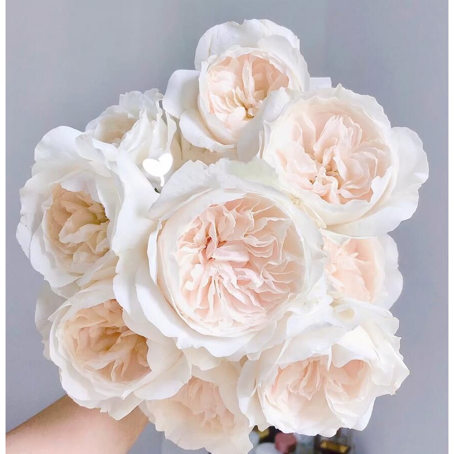 纯洁 月季花苗奥斯汀灌木多头勤花浓香切花玫瑰庭院阳台盆栽花卉