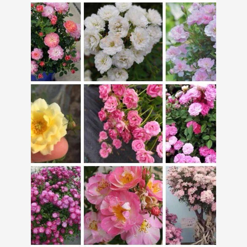 超微合集姬乙女月季扦插小苗樱坂小姑娘樱花镜天荷焦糖朱红姬玛丽