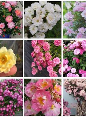 超微合集姬乙女月季扦插小苗樱坂小姑娘樱花镜天荷焦糖朱红姬玛丽