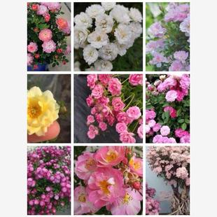 超微合集姬乙女月季扦插小苗樱坂小姑娘樱花镜天荷焦糖朱红姬玛丽