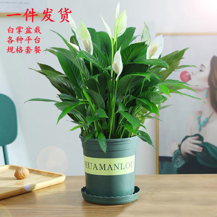 白掌盆栽一帆风顺水培植物室内好养花卉大盆绿植水养红掌四季开花,鲜花速递/花卉仿真/绿植园艺,造型盆景,淘宝优惠券,粉丝福利购,淘宝优惠卷