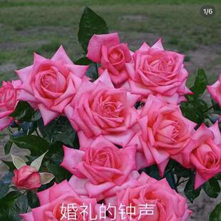 婚礼的钟声 月季阳台耐晒耐雨淋抗病强庭院灌木好养盆栽花卉