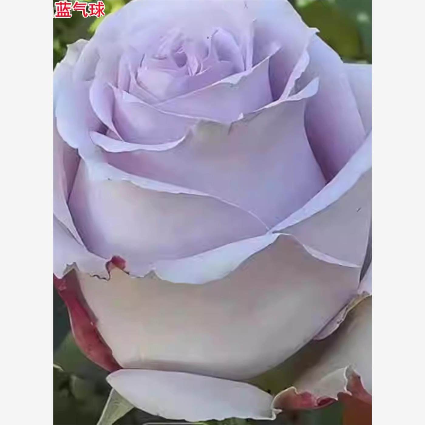 蓝气球  月季切花灌木庭院阳台盆栽多季开花花苗花卉,鲜花速递/花卉仿真/绿植园艺,月季/蔷薇/玫瑰,淘宝优惠券,粉丝福利购,淘宝优惠卷