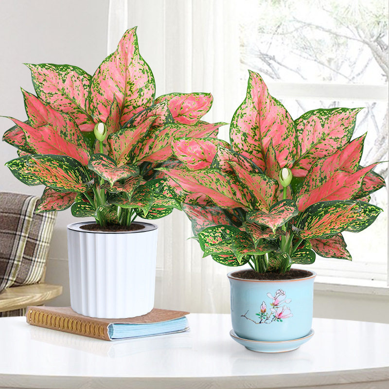 如意皇后花盆栽吉利红桌面植物室内绿植花卉好养四季玛丽安万年青,鲜花速递/花卉仿真/绿植园艺,造型盆景,淘宝优惠券,粉丝福利购,淘宝优惠卷